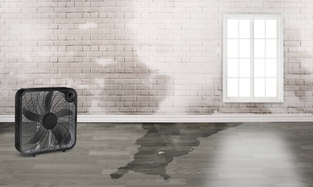 Best Water damage restoration process  in Highland Beach, FL